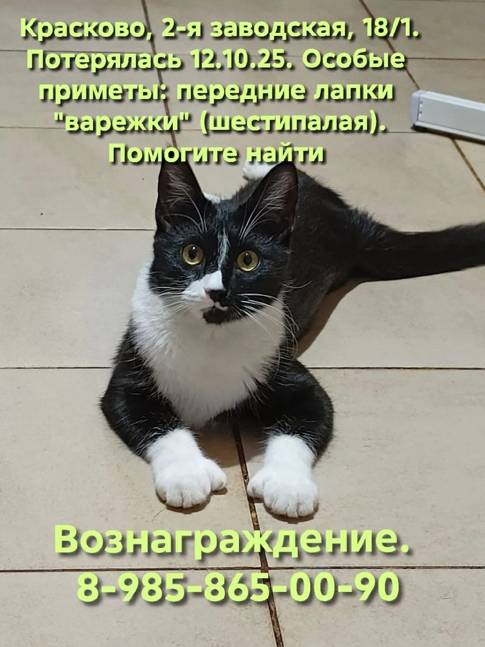 Пропала собака в Люберцах — фото питомца