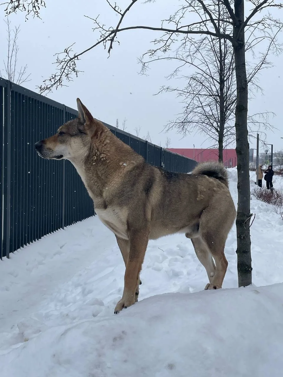 Найдена собака в Люберцах — фото питомца