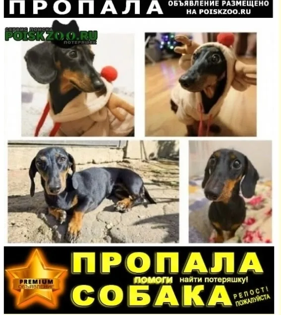 Найдена собака в Люберцах — фото питомца
