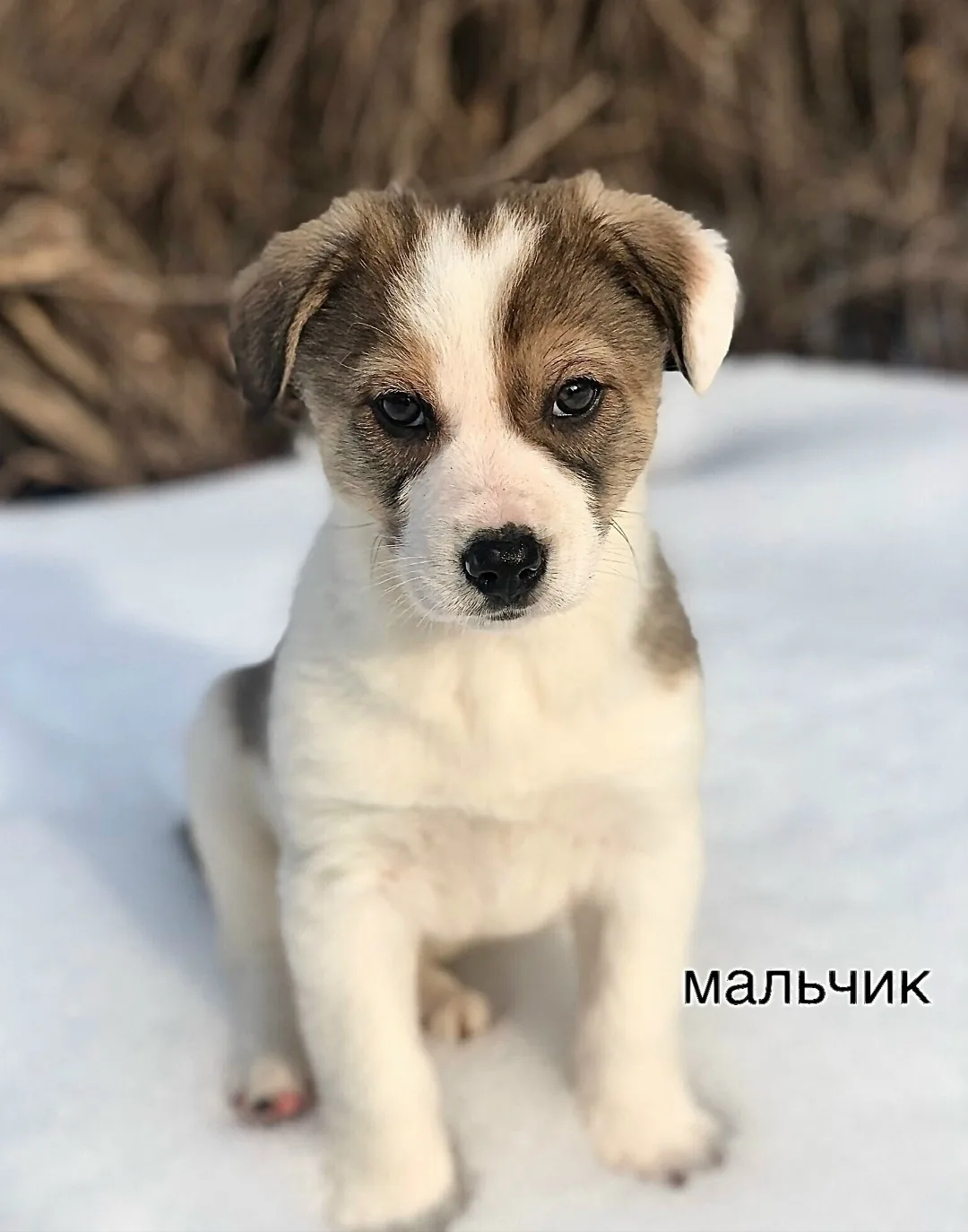 Найдена собака в Люберцах — фото питомца