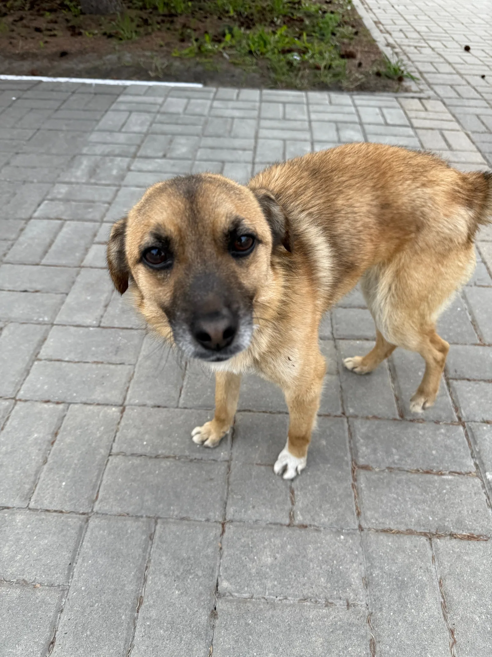 Найдена кошка в Белгороде — фото питомца