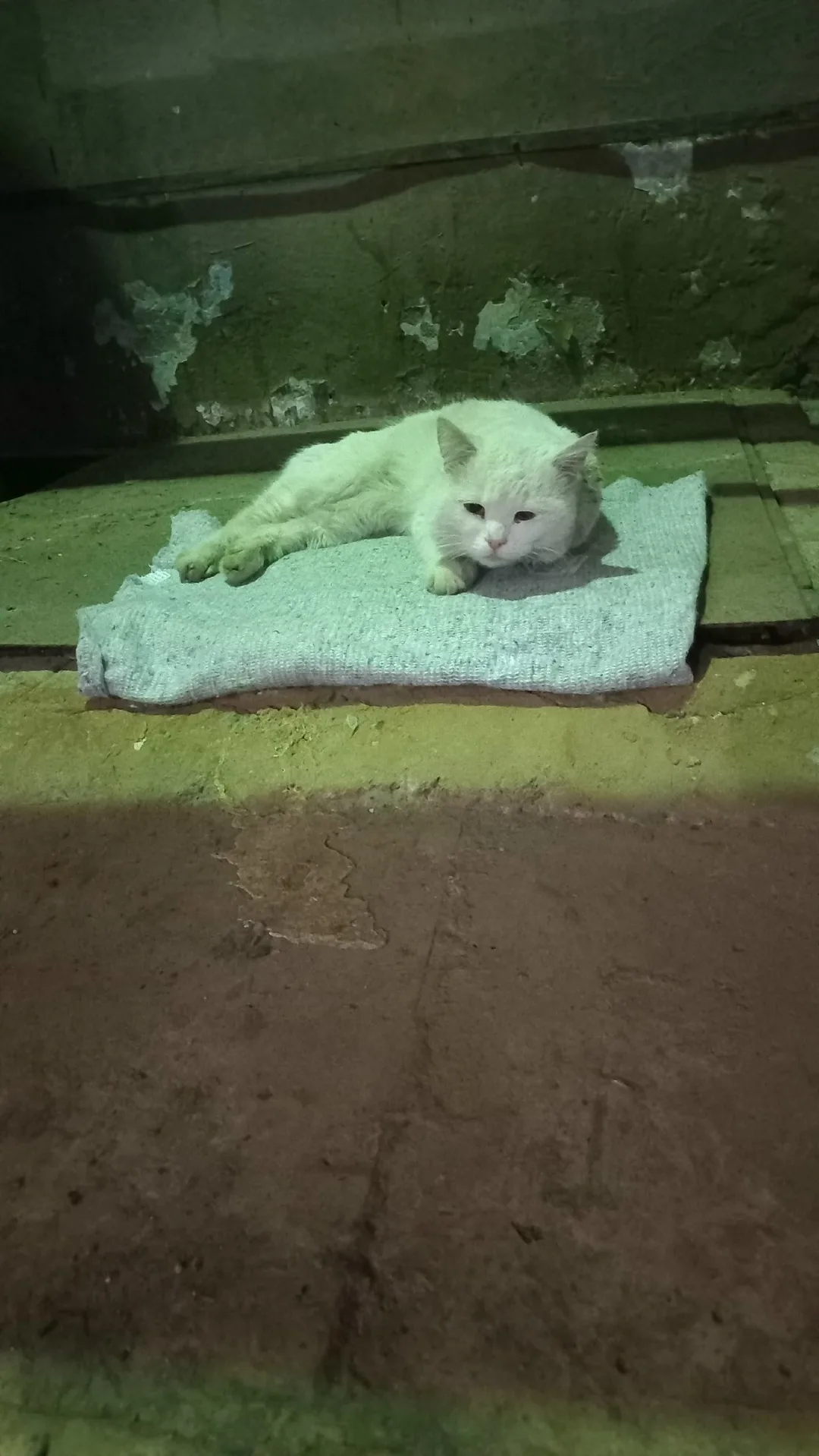 Найдена кошка в Люберцах — фото питомца