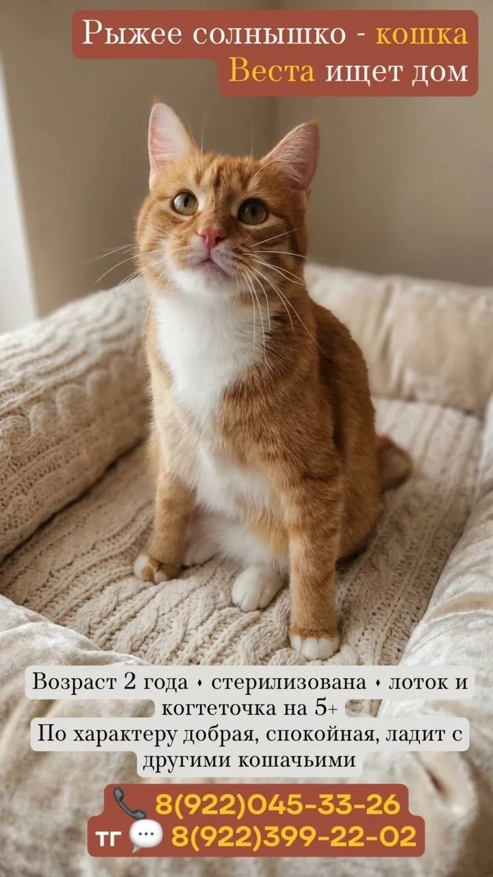 Найдена собака в Тюмени — фото питомца